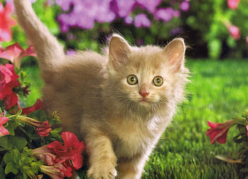 Am I being follow, kitten, purple, red, garden, flowers, grass, green eyes HD wallpaper