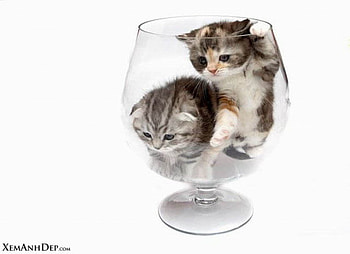 GLASS KITTENS, two, glass, one, kittens HD wallpaper