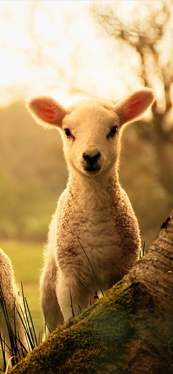 Graceful animal sheep, Majestic creatures, Natural elegance, Animal kingdom beauty HD phone wallpaper