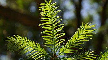 Yew, Dempsey Nurseries HD wallpaper