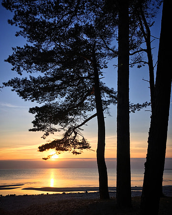 Nature, Water, Sun, Pine, Coast, Glare HD phone wallpaper