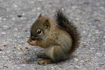 Animals, Squirrel, Food, Sit, Road HD wallpaper