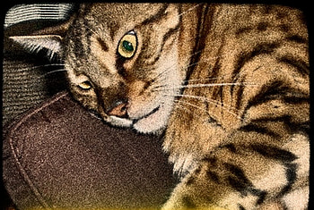 Bengal Eyes, bengal, bengal cat, cute bengal cat HD wallpaper