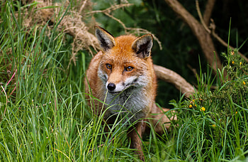 Animals, Fox, Predator, Nice, Sweetheart, Beast HD wallpaper