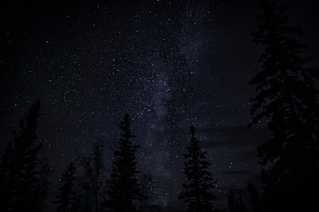 Trees, Night, Dark, Starry Sky, Darkness HD wallpaper