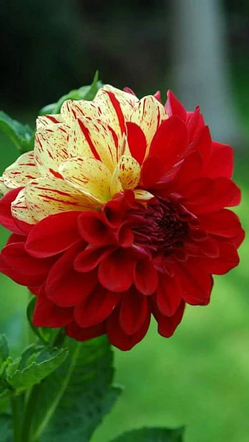 Dahlia, Red HD phone wallpaper