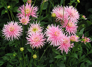 Flowers, Greens, Flower Bed, Flowerbed, Dahlias HD wallpaper