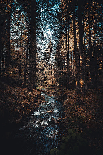 Nature, Rivers, Trees, Forest, Flow, Stream HD phone wallpaper
