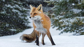 Fox, Light snowfall, , Tranquil scene HD wallpaper
