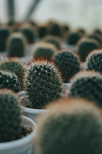 Plant, Macro, Barbed, Spiny, Cactus, Succulent HD phone wallpaper