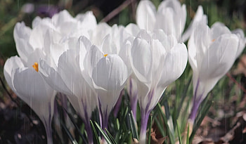 Crocuses in the rain, flowers, rain, spring, crocuses HD wallpaper