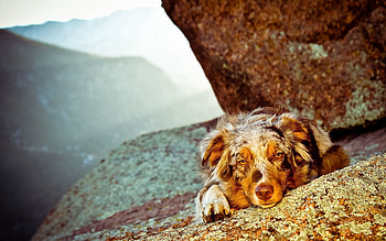 Animals, Stones, Dog, Muzzle, Spotted, Spotty HD wallpaper