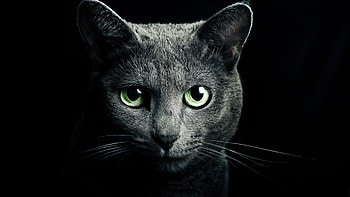 Preview cat, black, breed, russian, blue eyes, green eyes HD wallpaper