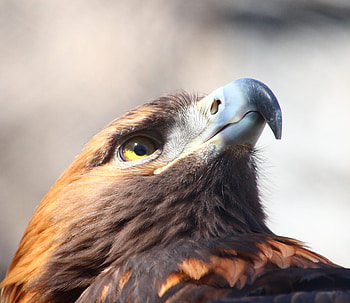Golden eagle, bird, beak, muzzle HD wallpaper