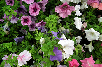 Flowers, Multicolored, Greens, Flower Bed, Flowerbed, Colorful, Petunia HD wallpaper