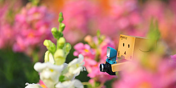 Flowers, Miscellanea, Miscellaneous, Loneliness, Camera, Danboard HD wallpaper