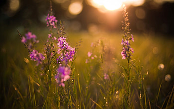 Plants, Flowers HD wallpaper