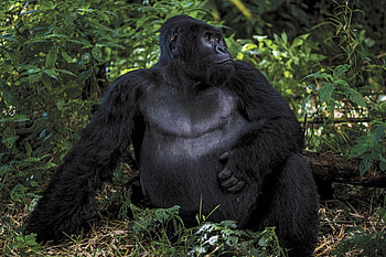Virunga National Park, Silverback gorilla, Safari, Congo HD wallpaper