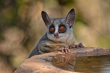 Bush Baby (Galago), Lesser galago species, African wildlife, Africa Geographic HD wallpaper