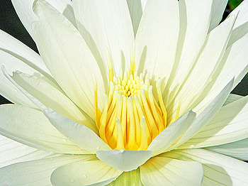 waterlily, white, lotus, flower HD wallpaper