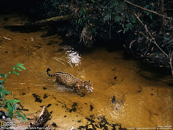 leopard in the river, leopard in the jungle HD wallpaper
