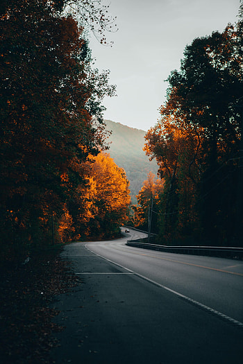 Nature, Trees, Road, Fog, Car, Machine HD phone wallpaper