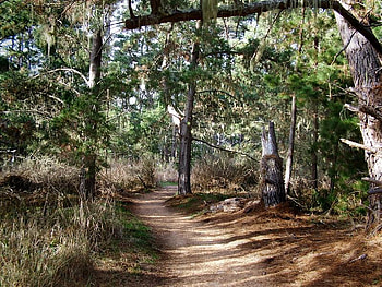 Point Lobos Trail, trees, trail, leaves, forest HD wallpaper