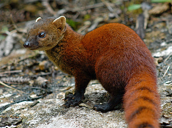 Mongoose, Herpestidae family, Feline rival, Wildlife majesty HD wallpaper