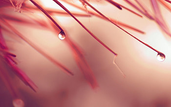 Leaves, Drops, Plant, Macro, Shine, Light HD wallpaper