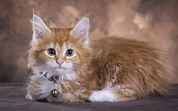 Maine Coon Kitten, animal, kitten, cat, Maine Coon HD wallpaper