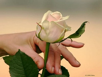 rose, friendship, day, flower HD wallpaper