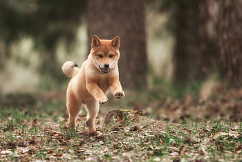 Shiba Inu, Shiba Inu HD wallpaper