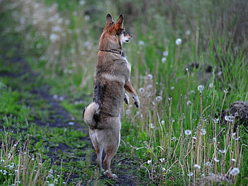 Watch Dog, dog, cool, watch HD wallpaper