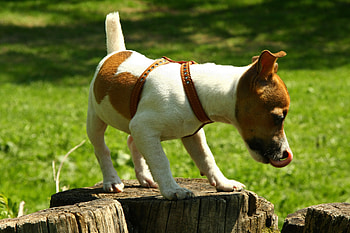 Animals, Dog, Spotted, Spotty, Climb, Hemp HD wallpaper