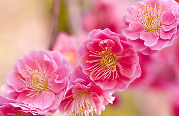 Pink spring, flowering, beautiful, spring, tree, fragrance, branch, pink, pretty, blossoms, blooming, scent, lovely HD wallpaper