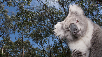 Koala cuteness, Charming wildlife, Koala wonder, Admiring nature's beauty HD wallpaper