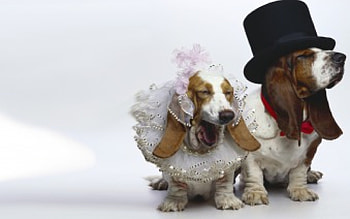 It's boring !, pair, dogs, marriage, wedding HD wallpaper