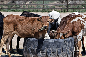 Animals, Food, Grass, Cows, Calves HD wallpaper