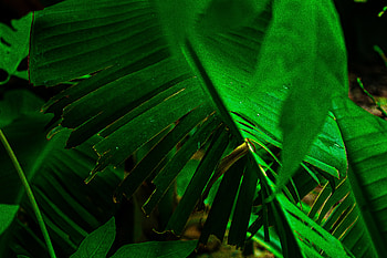 Leaves HD wallpaper