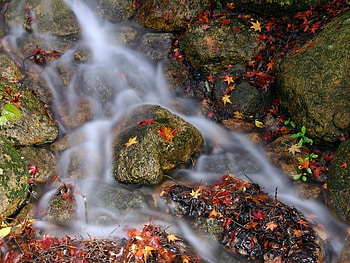 Landscape, Water, Rivers, Stones, Leaves HD wallpaper