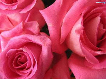 Just a Kiss, pink, lovely, special, kisses HD wallpaper