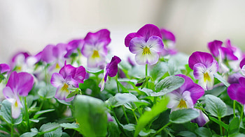 Flowers, Leaves, Indoor Plant, Houseplant HD wallpaper