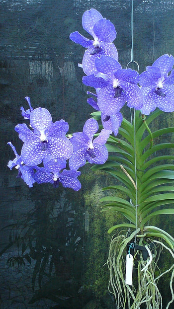 Vanda Orchid, Blue Flowers HD phone wallpaper