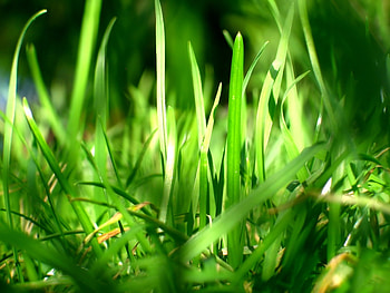 Plants, Grass HD wallpaper