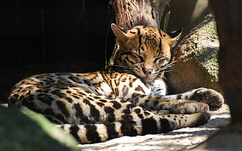 Ocelot, , , Mobile HD wallpaper