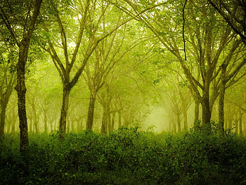 Green Smoke in the Wood, wood, green, smoke, trees, nature, forest HD wallpaper