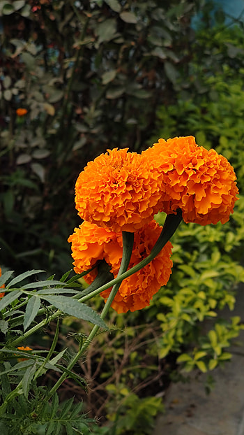 Marigold flower, orange, petal, nature HD phone wallpaper