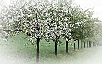Nature, Trees, Bloom, Flowering, Garden, Spring, Apple Trees HD wallpaper
