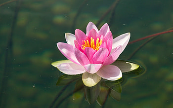 Waterlily, pink, nature, flower HD wallpaper