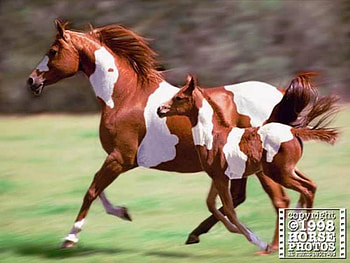 horsepainting, paint, horse HD wallpaper
